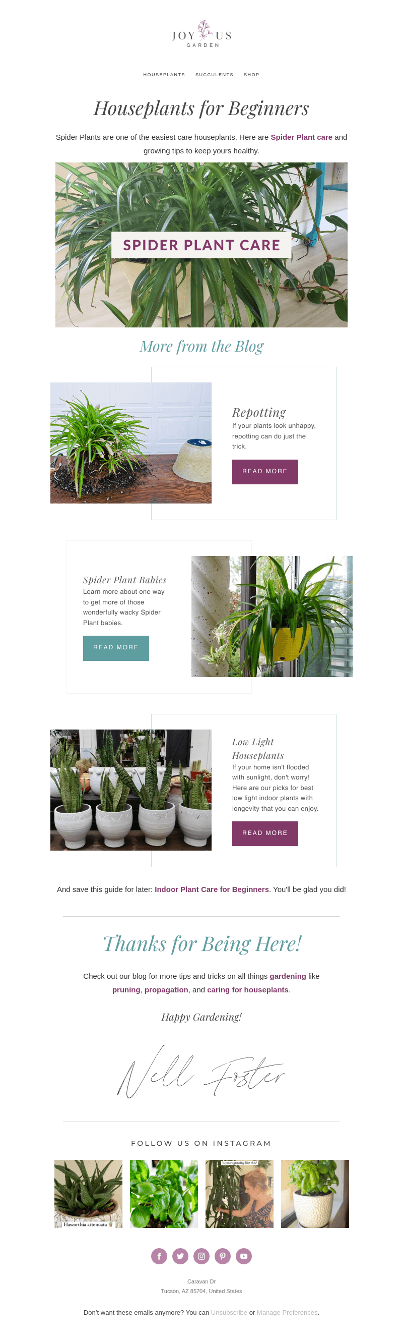 Let's talk about spider plants 🌿