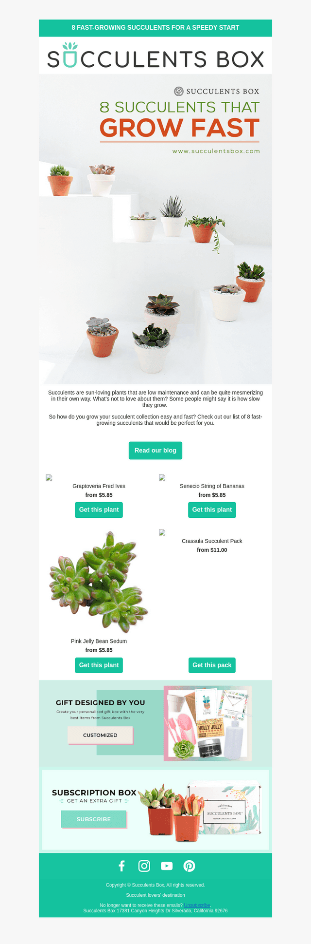 8 succulents that grow fast
