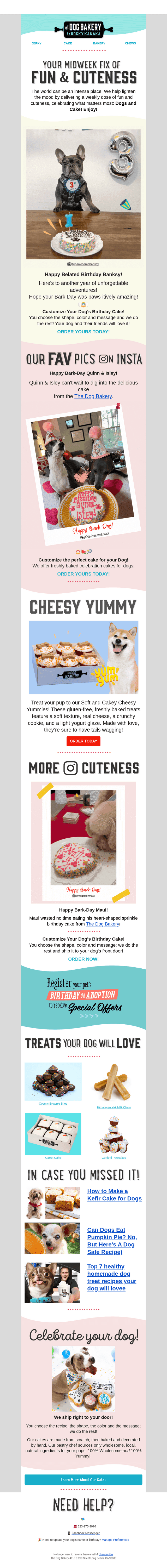 Celebrating Dogs & Cakes