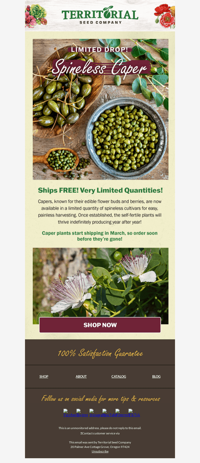 Limited drop: Caper Plants🌱⌛