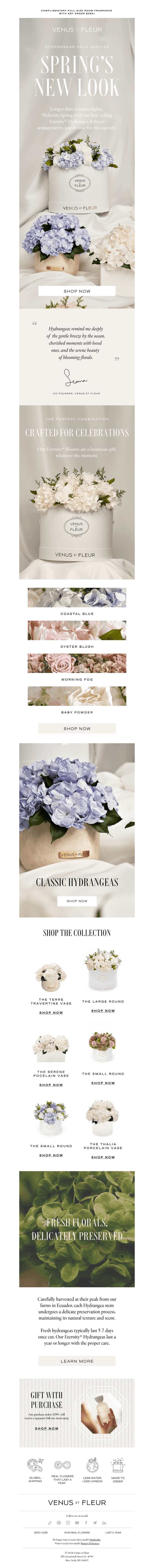 Spring Blooms: Hydrangea & Roses Have Arrived 🌷