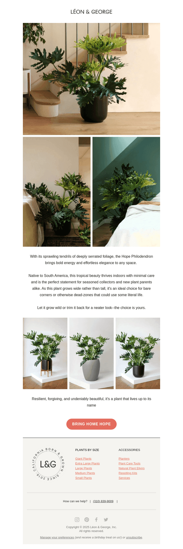 Meet the Hope Philodendron 😍