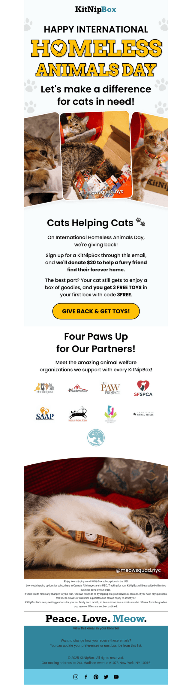 Spoil Your Cat While Helping Cats in Need! 💗