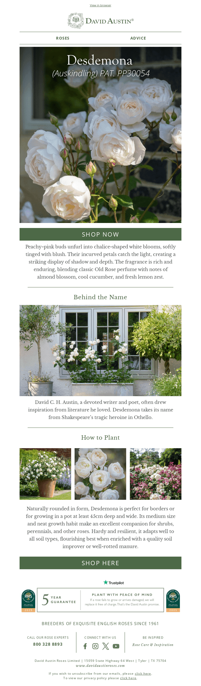 David Austin Roses - US email from Mon, Sep 8, 2025