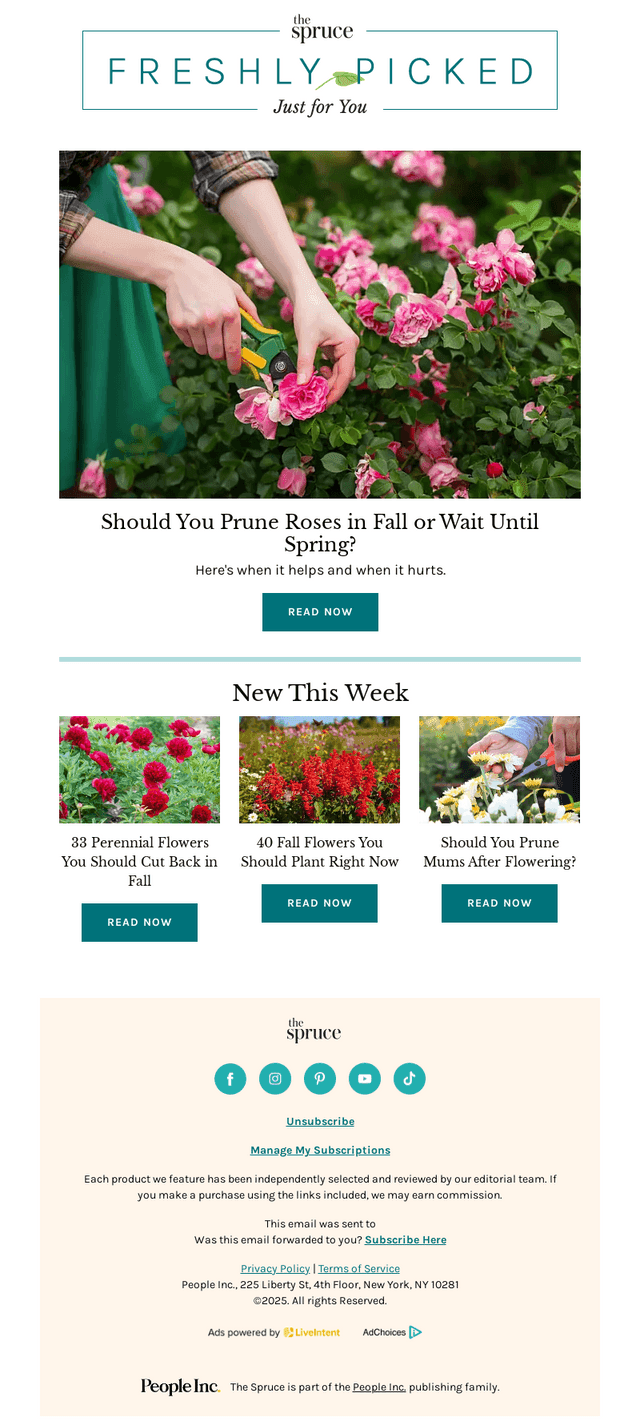 Should You Prune Roses in Fall or Wait Until Spring?