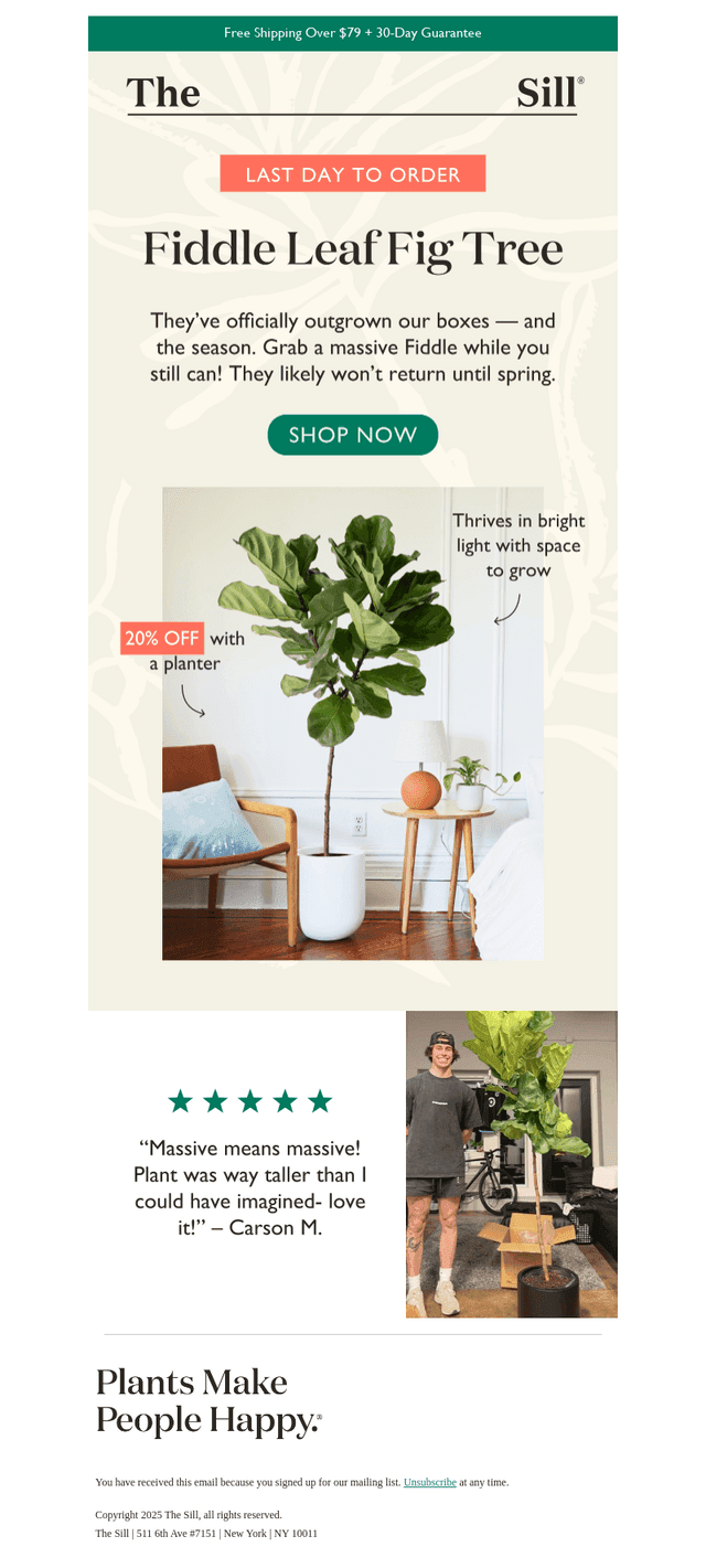 📣 LAST DAY for massive Fiddle Leaf Fig Trees!