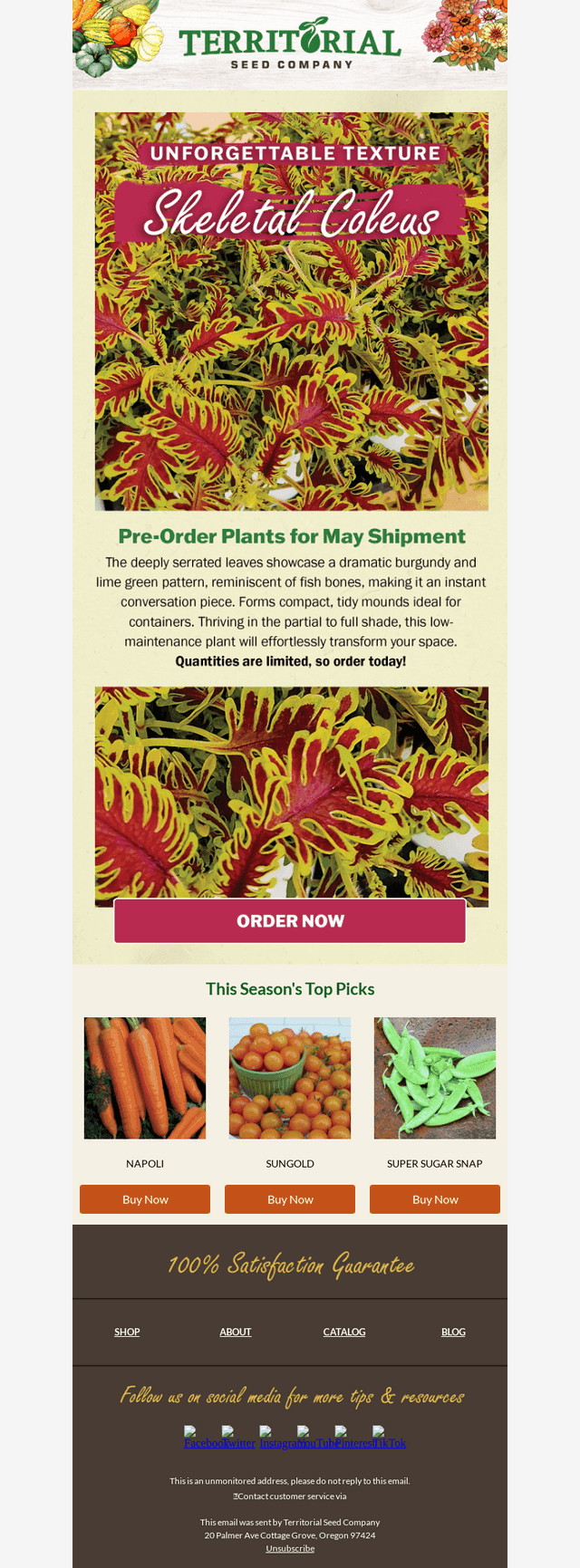 Unique plant: Skeletal Coleus 🌱
